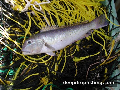 Golden tilefish
